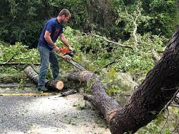 Tree and Shrub Care in South Lake Tahoe, CA